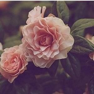 Meet your Posher, Markan